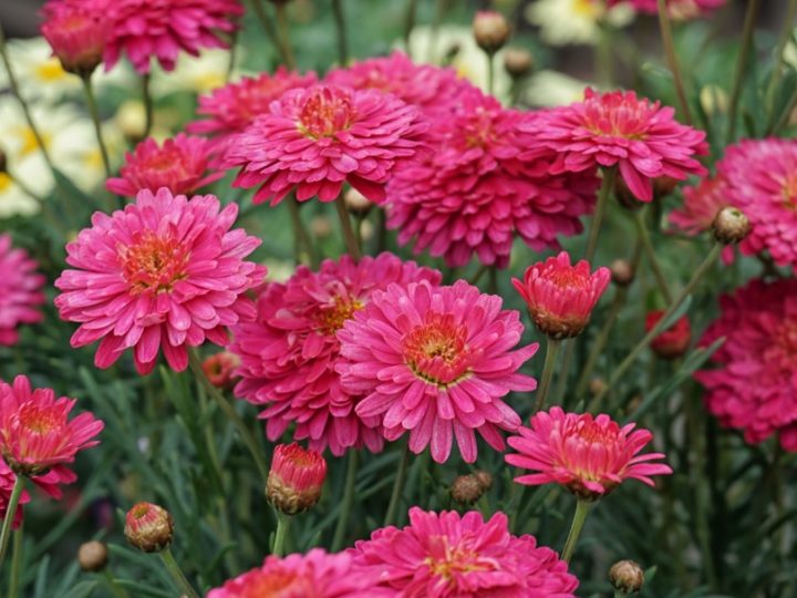 Dahlia: One of the best flowering ornamental plant – How to grow and care tips