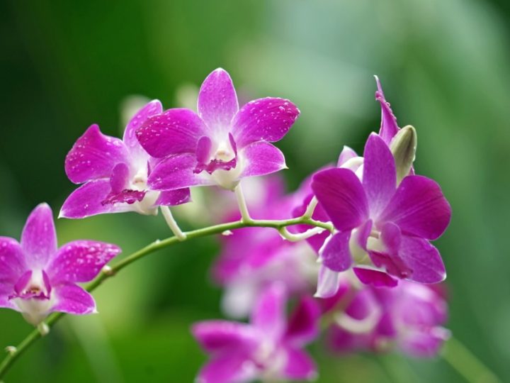 Dendrobium: Easy to care orchids for beginners
