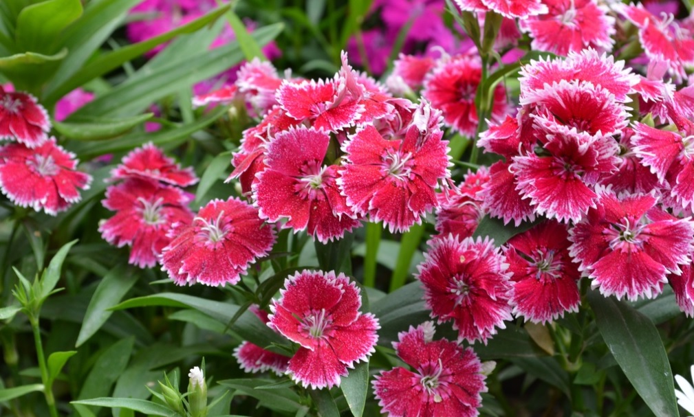 Dianthus: Great flowering house plant with more than 300 species – Details and care tips