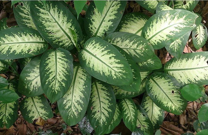 Dieffenbachia / Dumb Cane: Low care plants grown for their attractive foliage