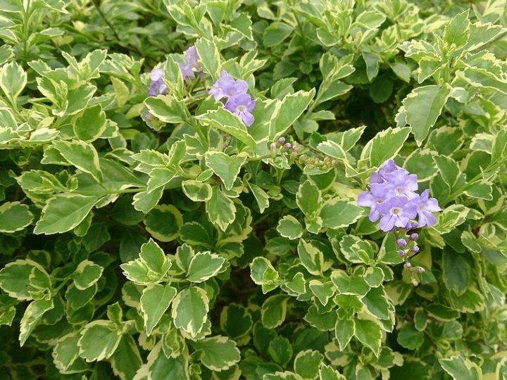 Duranta: Low care outdoor plants suitable for terrace garden and making hedges
