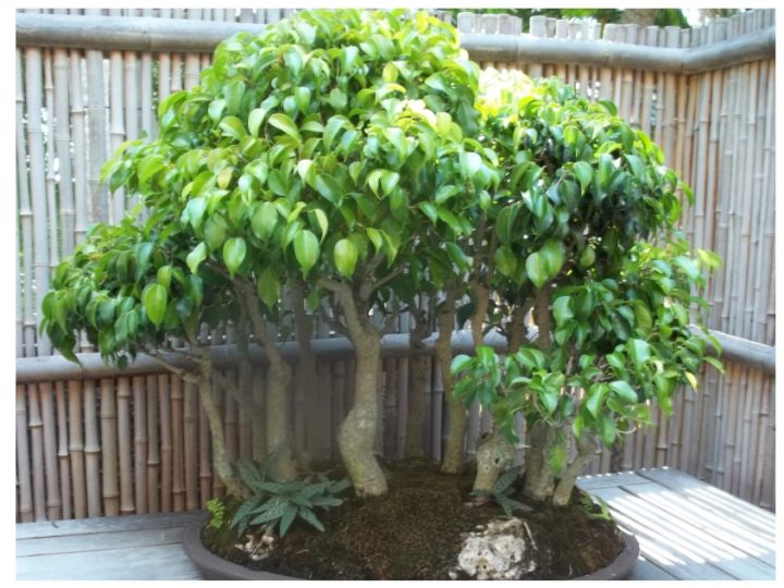 Ficus Benjamina: One of the most popular plant for making bonsai