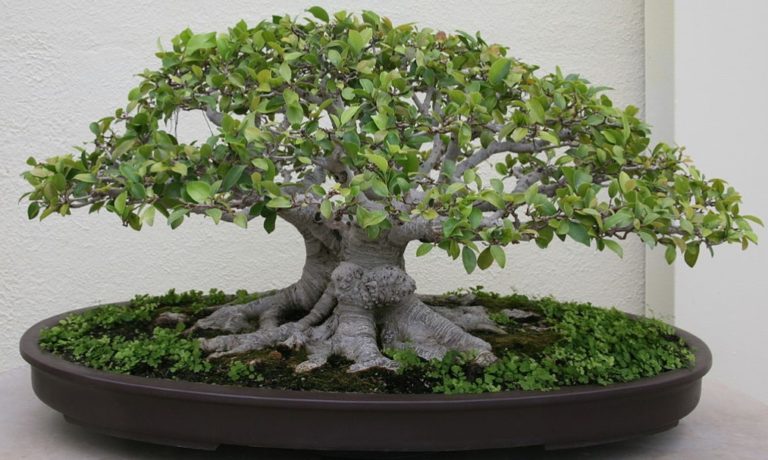 ficus-retusa-care-and-details-great-to-grow-bonsai-plant-gardening