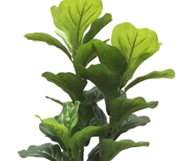 Fiddle-Leaf-Fig-Plant