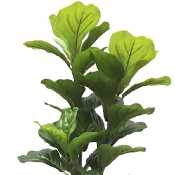 Fiddle Leaf Fig: Beautiful Decor Plant – Details and Care Tips