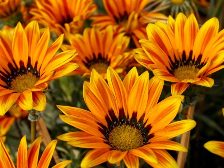 Gazania: Beautiful and hard to kill ornamental flowering plant – Details and care tips