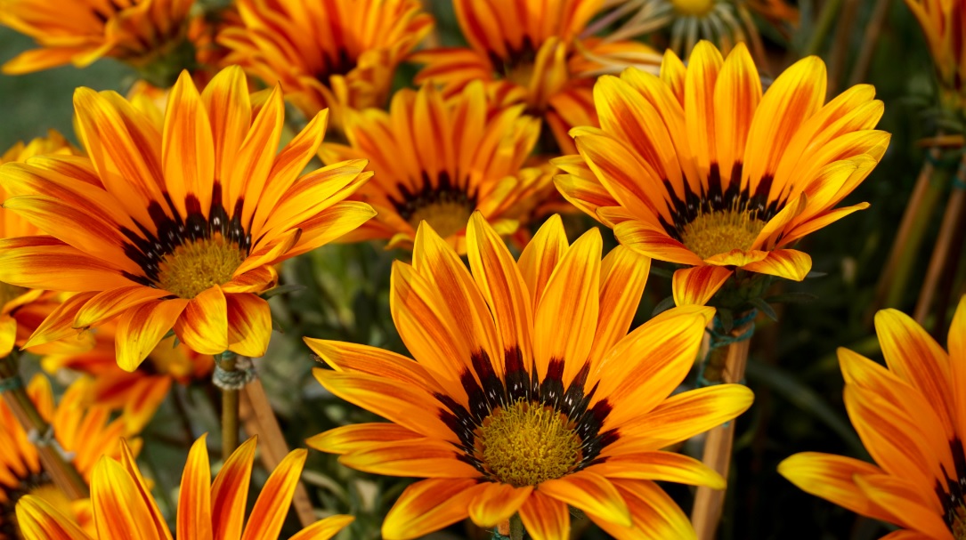Gazania: Beautiful and hard to kill ornamental flowering plant – Details and care tips