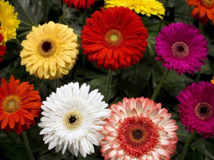 Gerbera: Bright and cheerful flower used in bouquet – Details and care tips