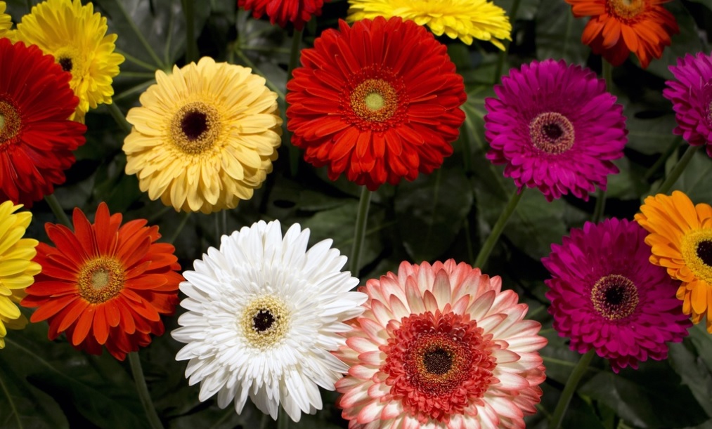 Gerbera: Bright and cheerful flower used in bouquet – Details and care tips