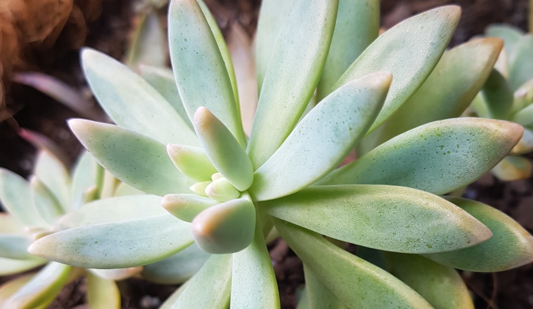 Graptosedum Darley Sunshine: Easy to grow and maintain succulent with beautiful looking leaves