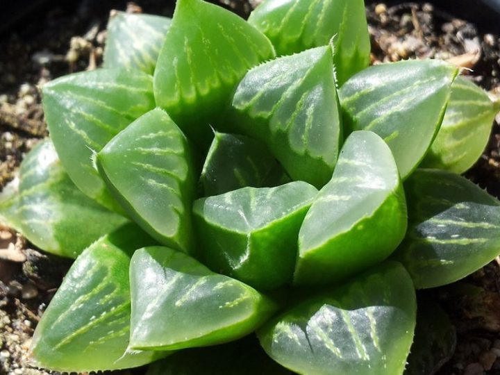 Haworthia retusa / Star Cactus: Small Succulent – Overview, care tips and propagation