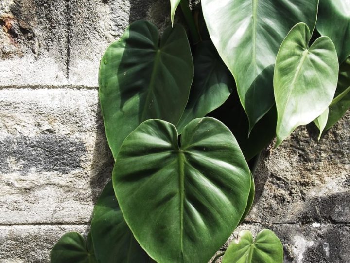 Heartleaf philodendron: Perfect climber with attractive heart shaped leaves