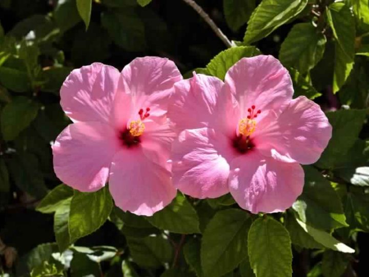 Hibiscus-Plant