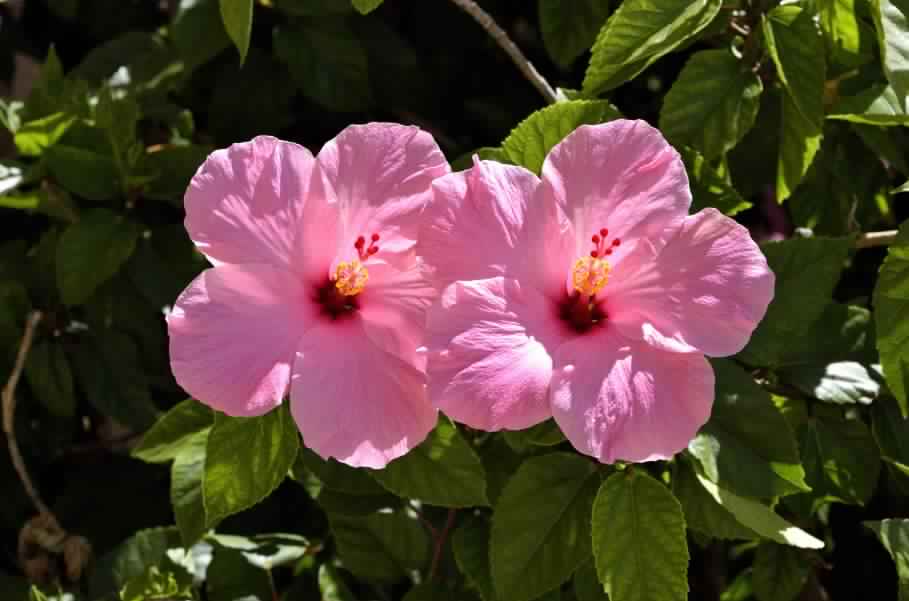 Hibiscus: Medicinal Flowering Plant – Details and Care Tips