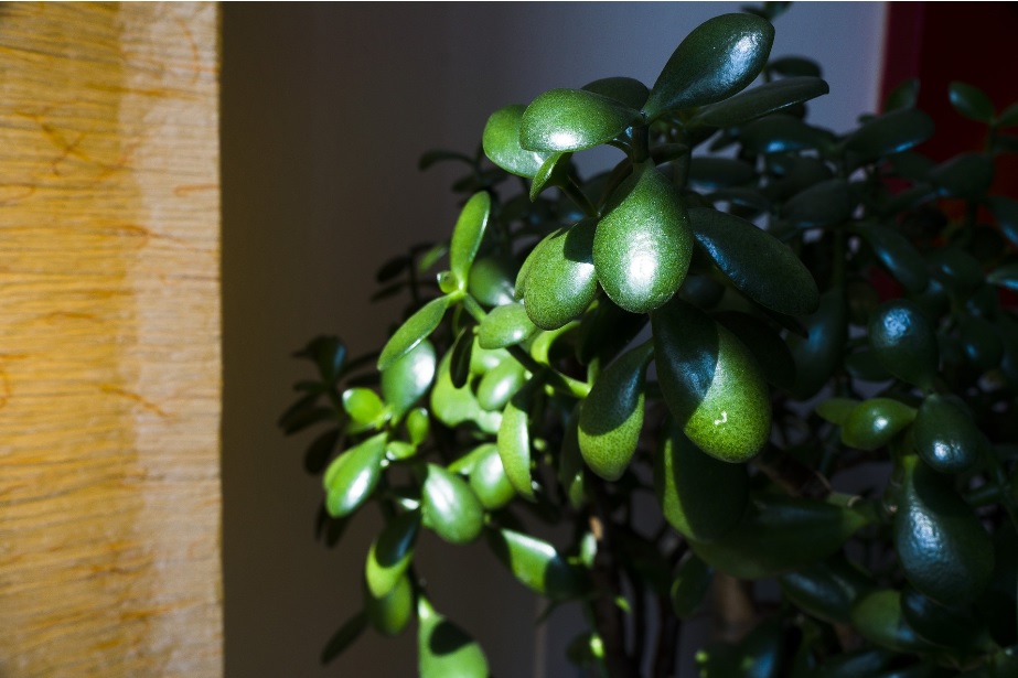 Jade Plant: Good Luck Air Purifying Plant – Details and Care Tips