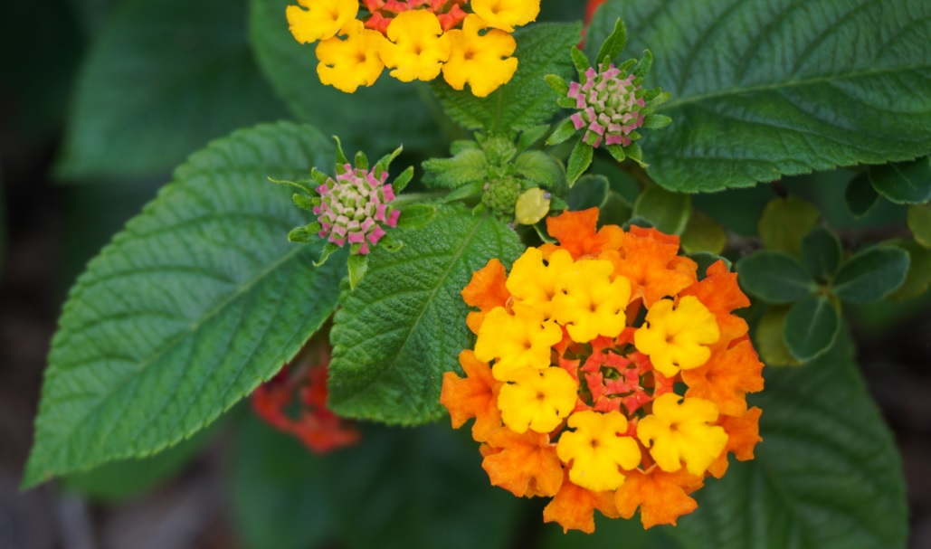 Lantana Plant Care and Details: Plants with Attractive Bright Flowers ...