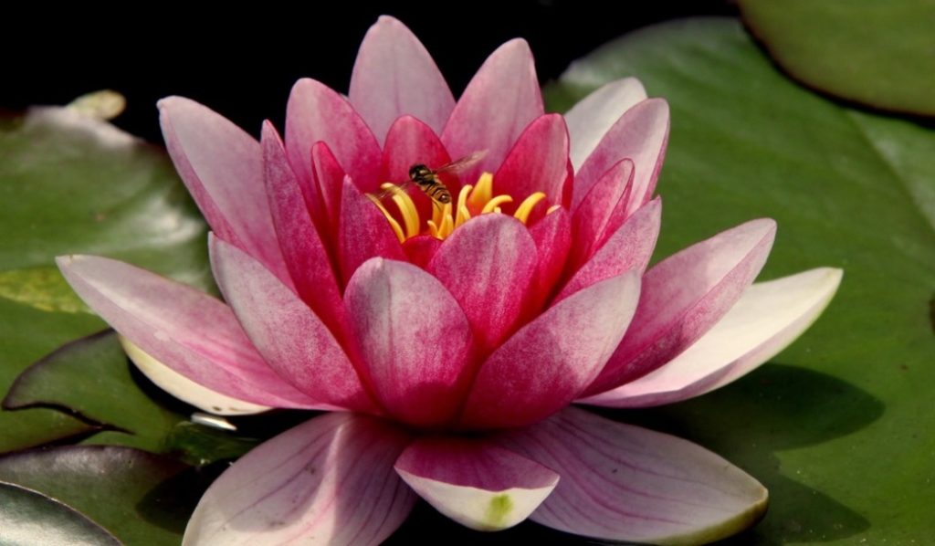 Lotus: National flower of India - Beautiful and perfect aquatic plant ...