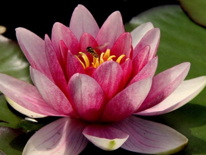 Lotus: National flower of India – Beautiful and perfect aquatic plant
