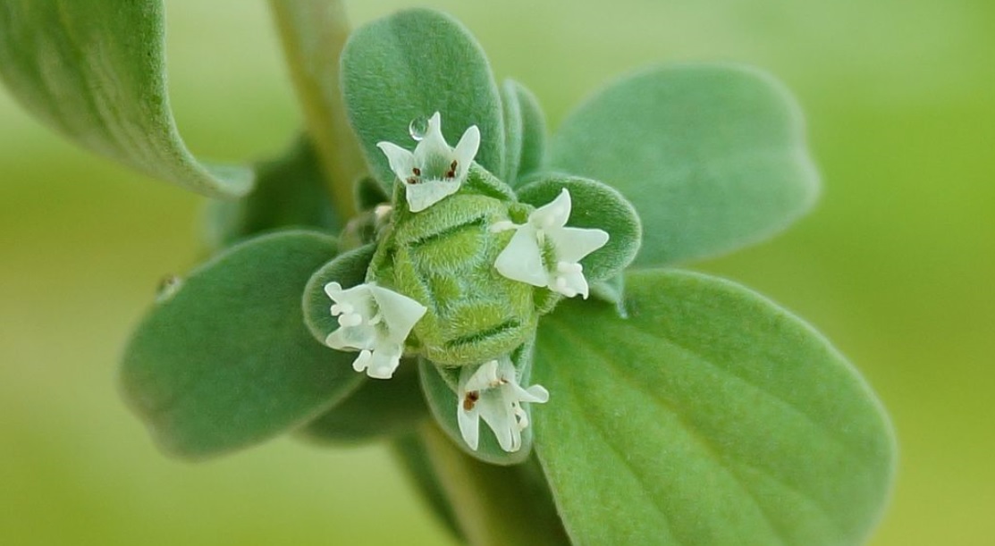 Marjoram / Origanum majorana: Medicinal plant and also can be used as salad dressings