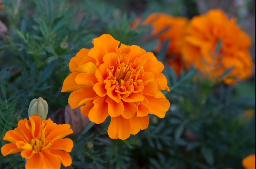 Marigold – Most Common and Easy to Grow Flowering Plant