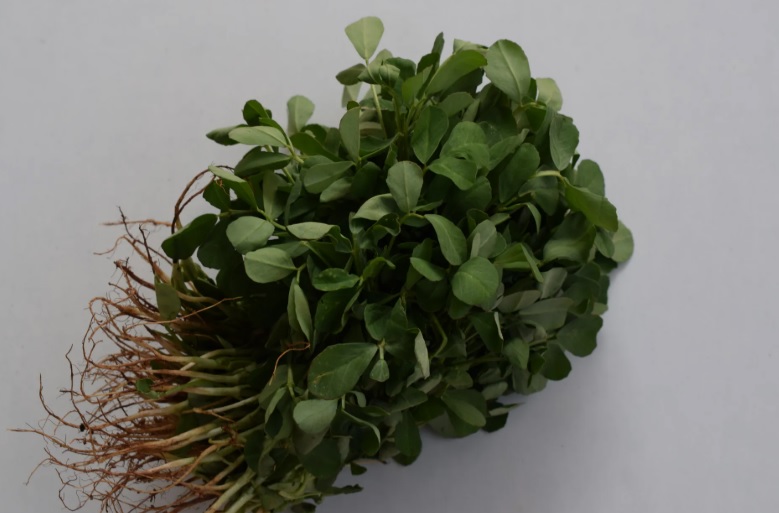 Methi: Low care and can be used as herb, vegetable or spices