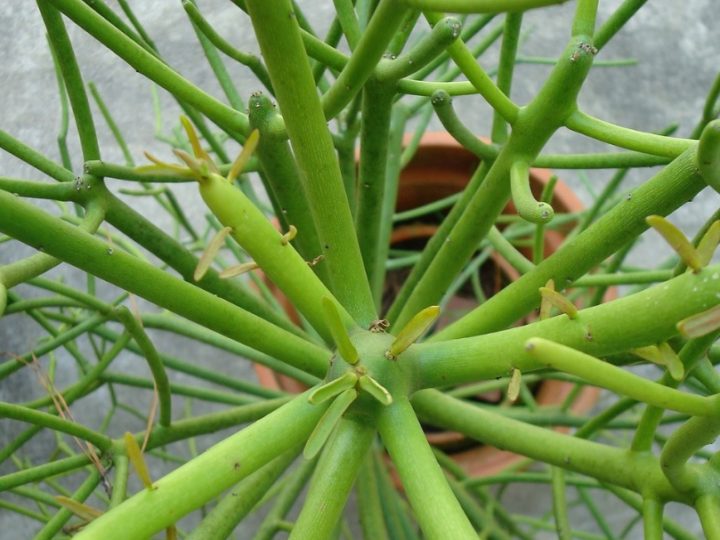 Pencil Tree: Easy to grow succulent – Details and Care Tips