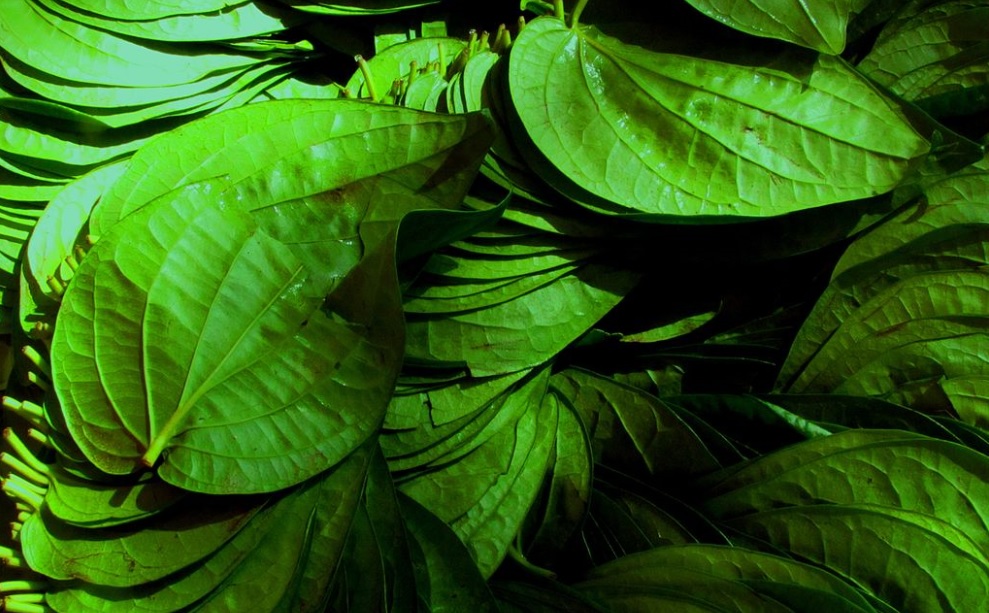 Piper betel (maghai paan): Multi utility herb loved in India as a mouth freshener