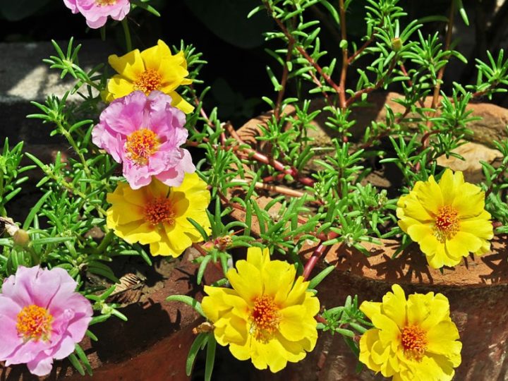 Portulaca: Low maintenance flowering plants – best suitable for hanging baskets