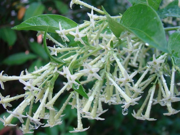Raat Rani or Night Blooming Jasmine : Blooms at night and have strong pleasant fragrance