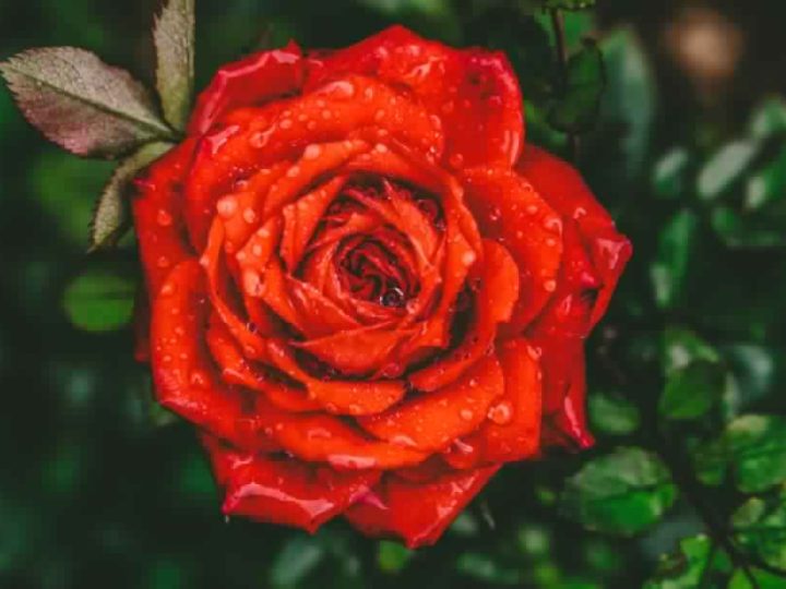 Rose-Details-and-Care-TIps