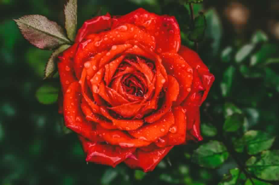 Rose: The symbol of Love and Friendship: Details and Care Tips