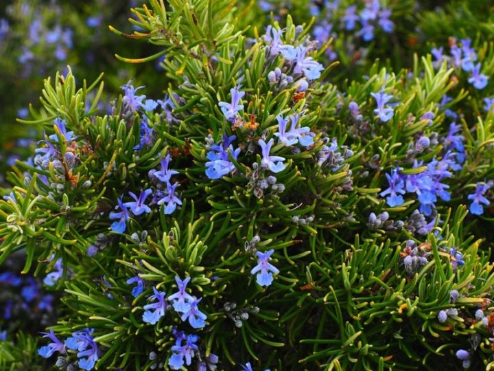 Rosemary: Low maintenance herb, spice and ornamental plant