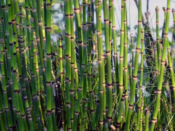 Rough Horsetail / Water Bamboo: Perfect aquatic plant to add beauty of your water garden – Details and care tips