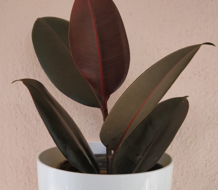 Rubber Plant: Air Purifying and Hard to Kill Plant – Details and Care Tips