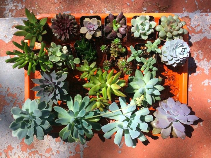Succulent care for beginners