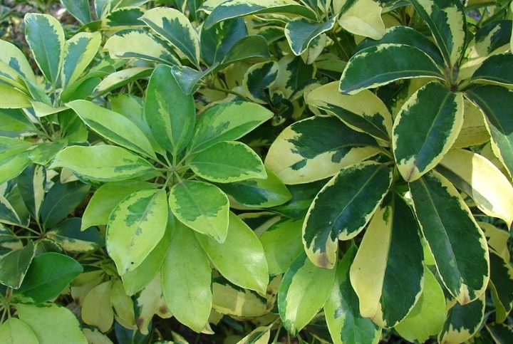 Umbrella plant / Schefflera: Evergreen ornamental plant suitable for landscaping and indoor bonsai