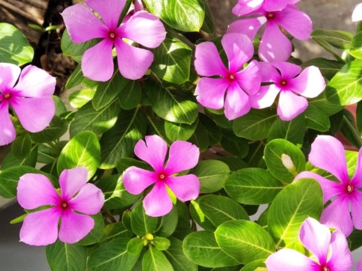 Vinca Care, Vinca