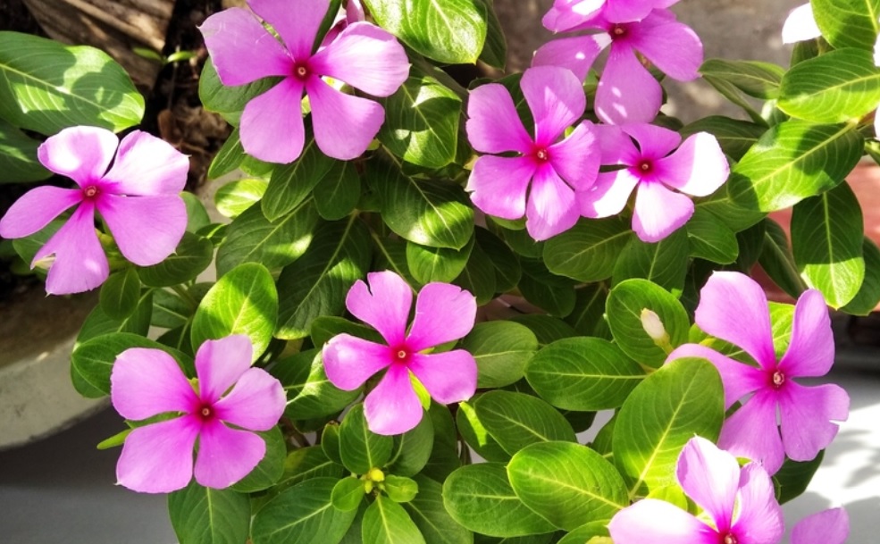 Vinca care and details:Fast growing plants with medicinal value