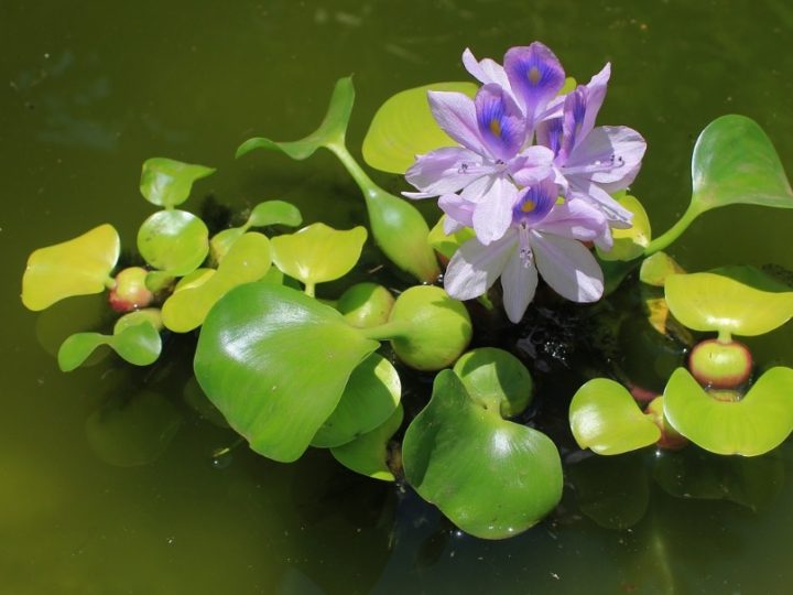 Water Hyacinth: Attractive aquatic flowering plant – Details and care tips