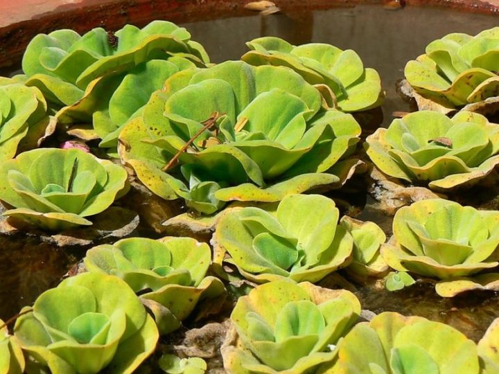 Water Lettuce: Perfect fast growing water plant suitable for your small water garden setup