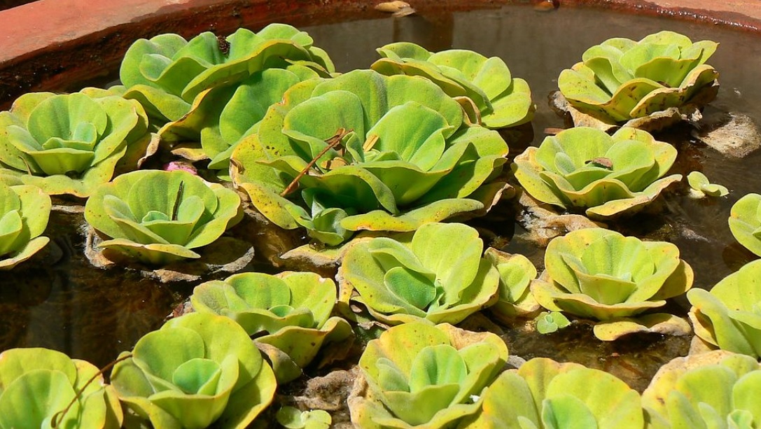 Water Lettuce: Perfect fast growing water plant suitable for your small water garden setup