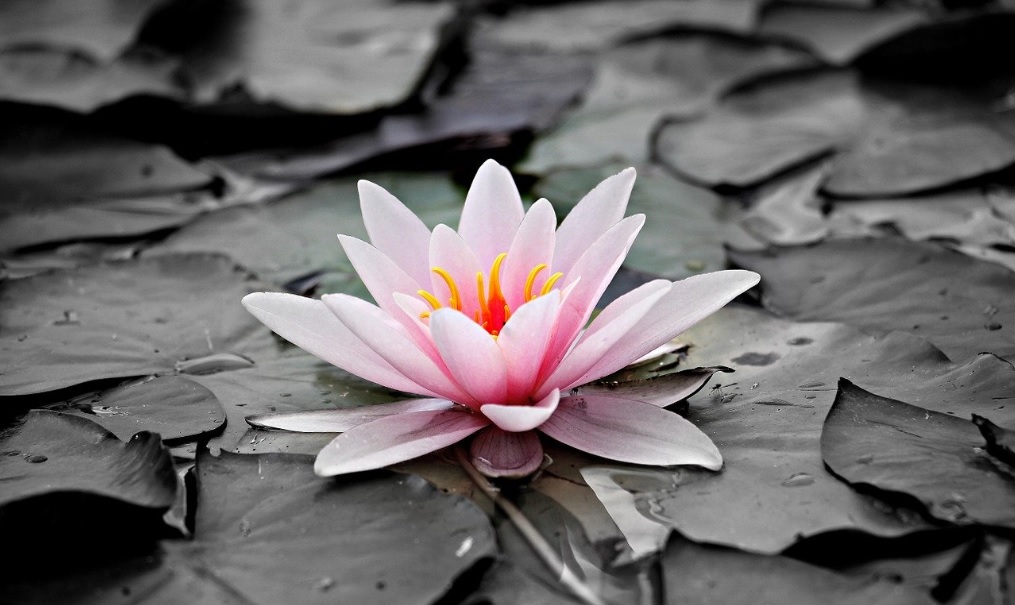 Water Lilies: Easy to grow on terrace in plastic tub or cemented pot – Details and care tips