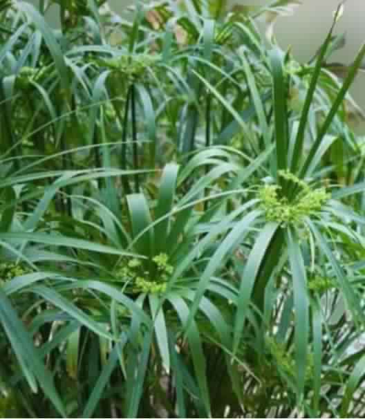 Umbrella Plant: Easy to Grow Decor Plant – Details and Care Tips