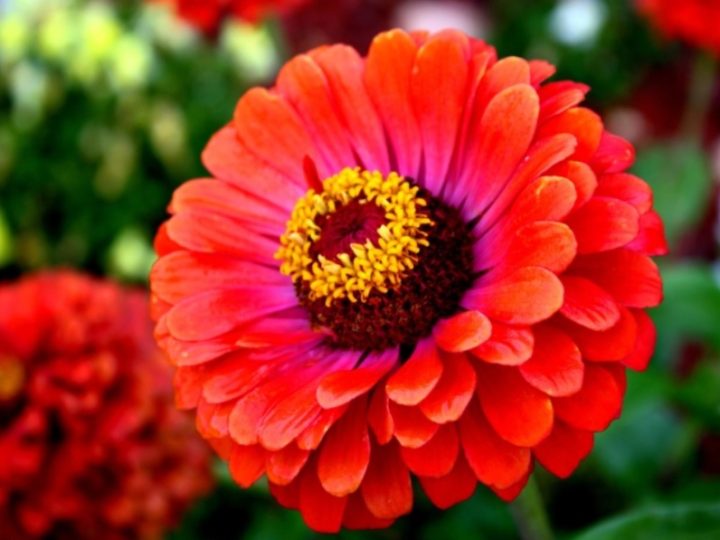 Zinnia