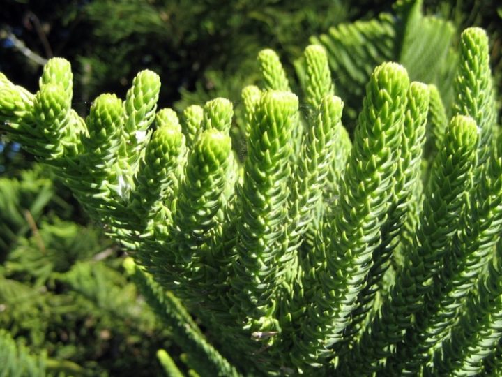 Best Care Tips for Christmas Tree or Araucaria