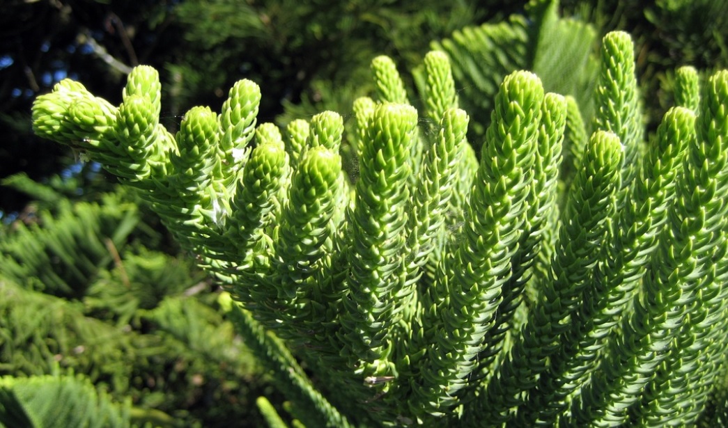 Best Care Tips for Christmas Tree or Araucaria