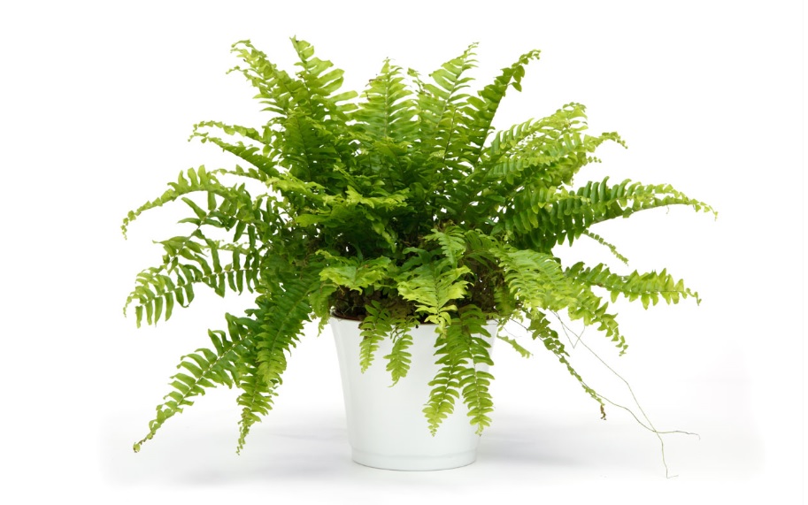 Boston Fern Care and Details: NASA Approved air purifying plant