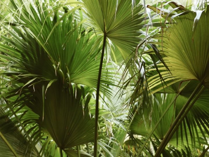 Fan Palm, Fan Palm Care, Fan Palm Details