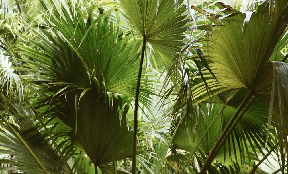 Fan palm care and details : Easy to grow plants with great medicinal ...