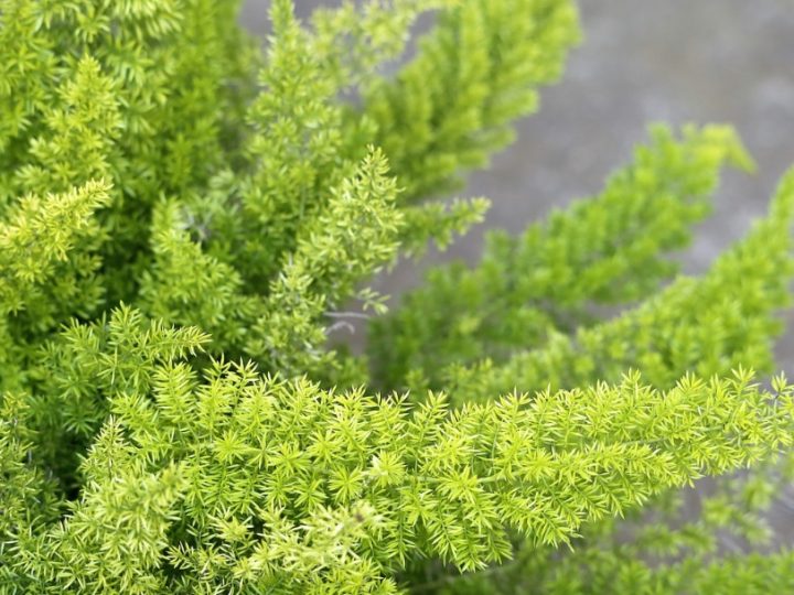 Foxtail fern, foxtail fern care, foxtail fern details